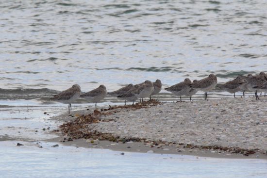 奥马哈海滩斑尾塍鹬栖息地