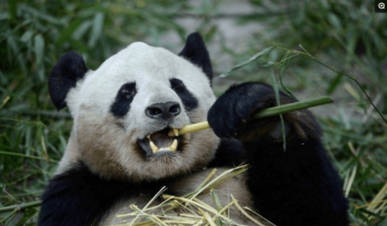 科学家首次发现大熊猫牙齿实现自修复机制